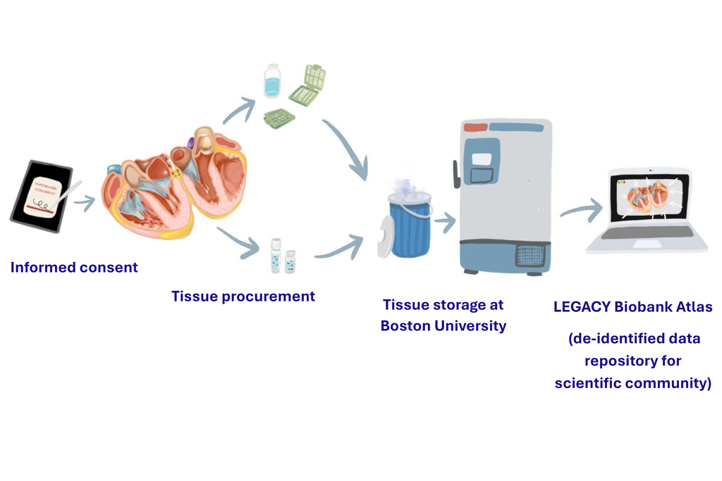 Diagram of LEGACY process: consent, tissue collection, storage, and biobank atlas
